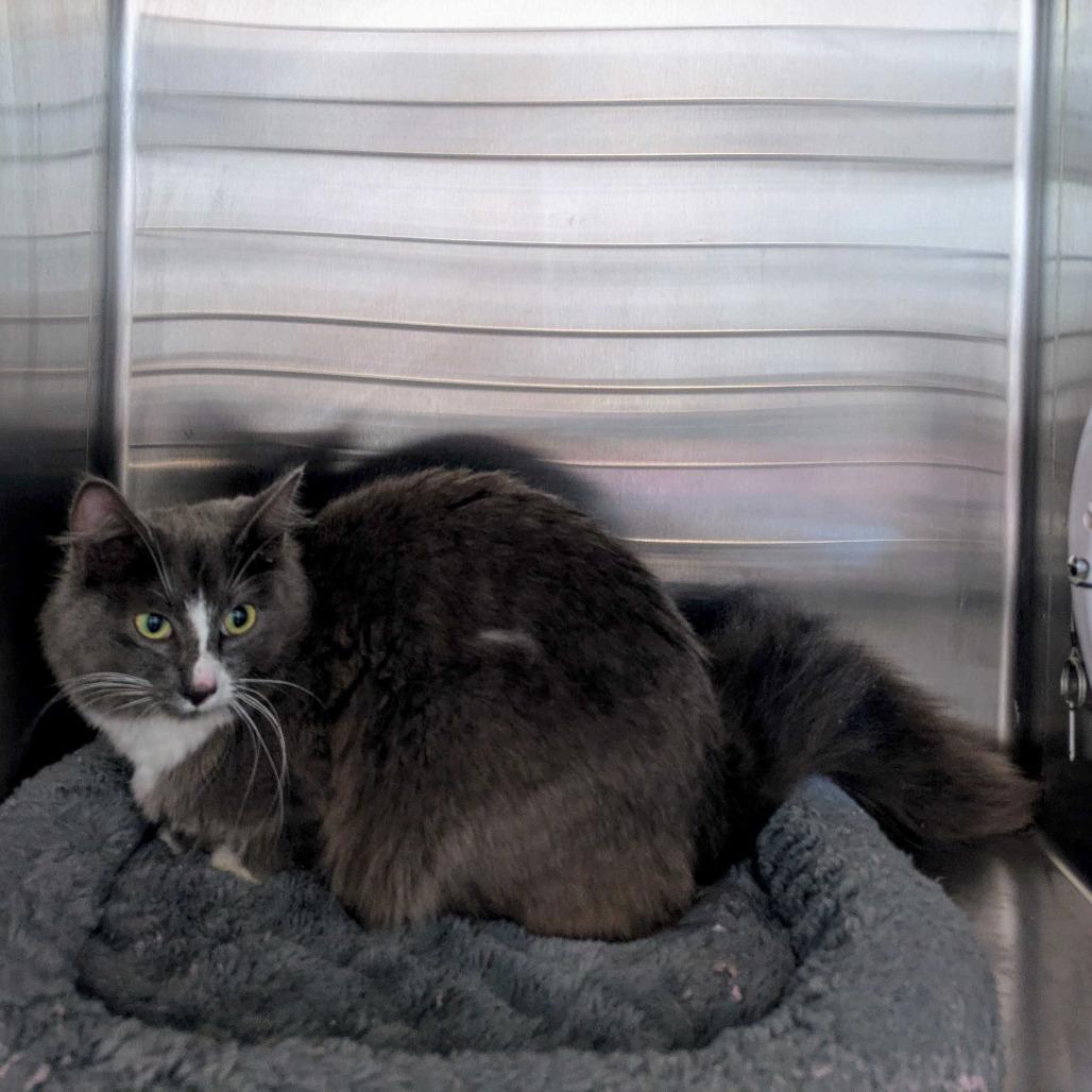 Flavel, Adoptable, Young Female Domestic Long Hair.