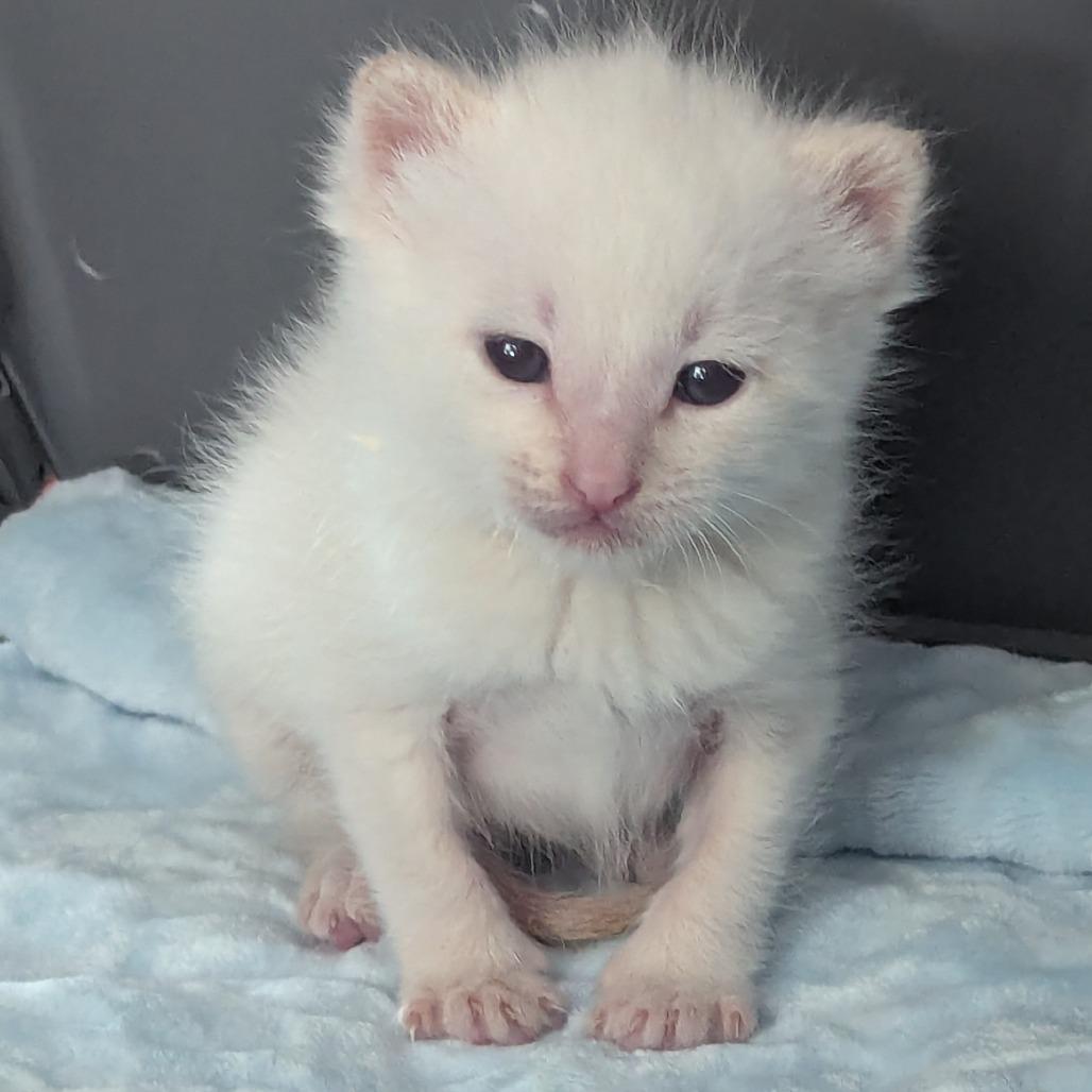 Davy, Adoptable, Kitten Male Domestic Short Hair.