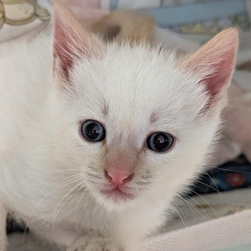 Davy, a Adoptable Domestic Short Hair in Meridian, ID image 2/3