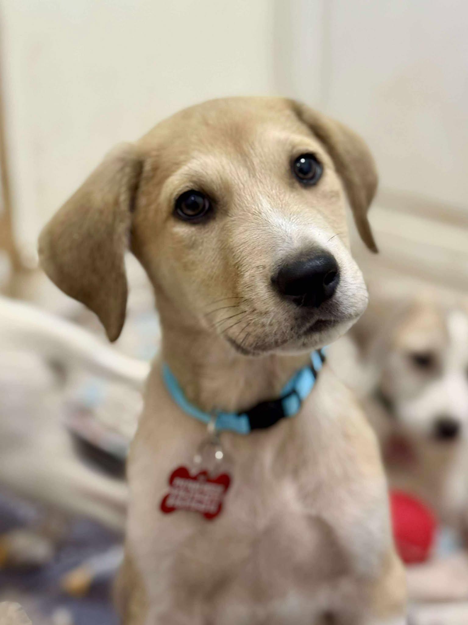 Owlvin, Adoptable, Puppy Male Great Pyrenees.