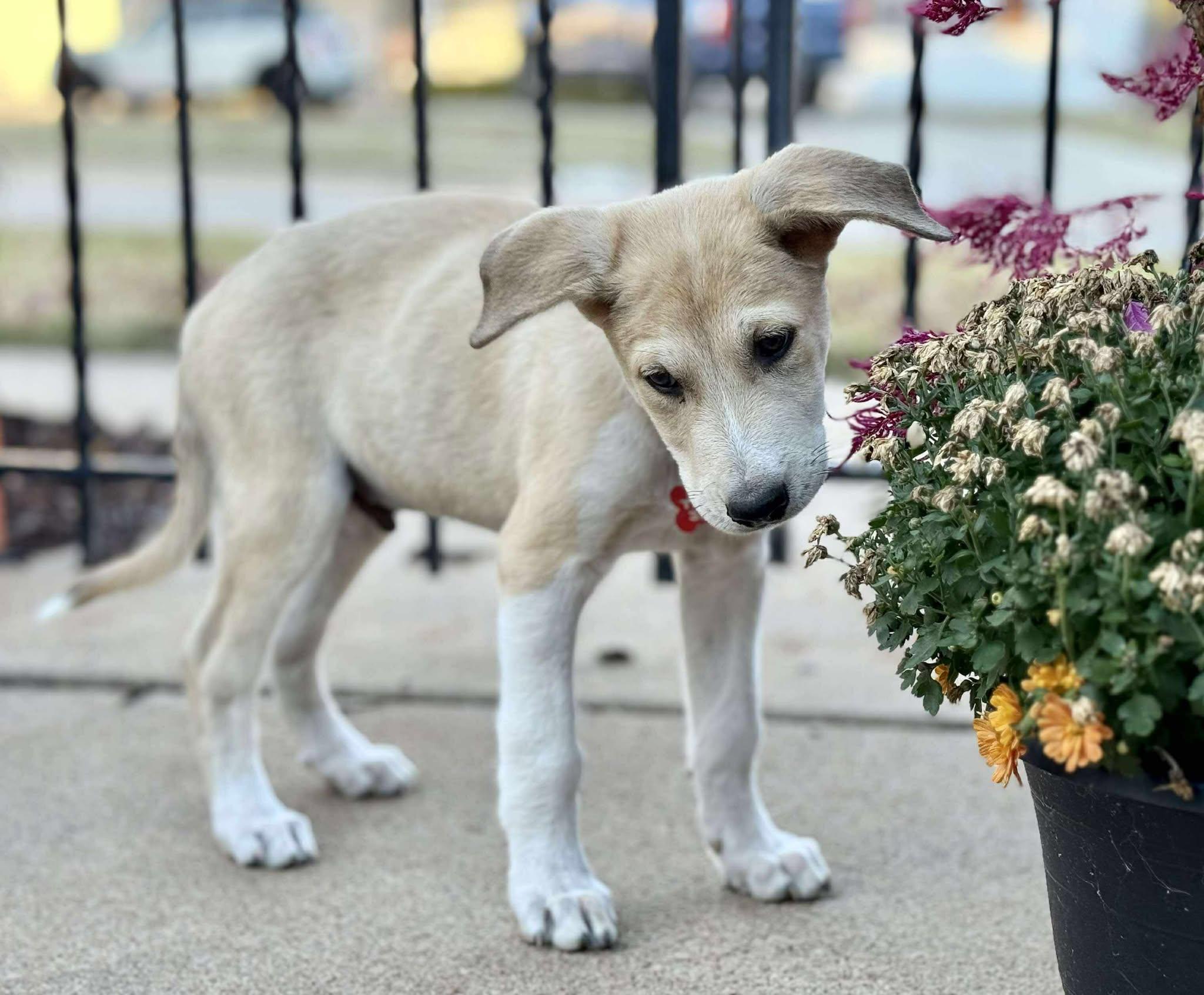 Owlvin, a Adoptable mixed breed in Kiowa, OK image 2/6