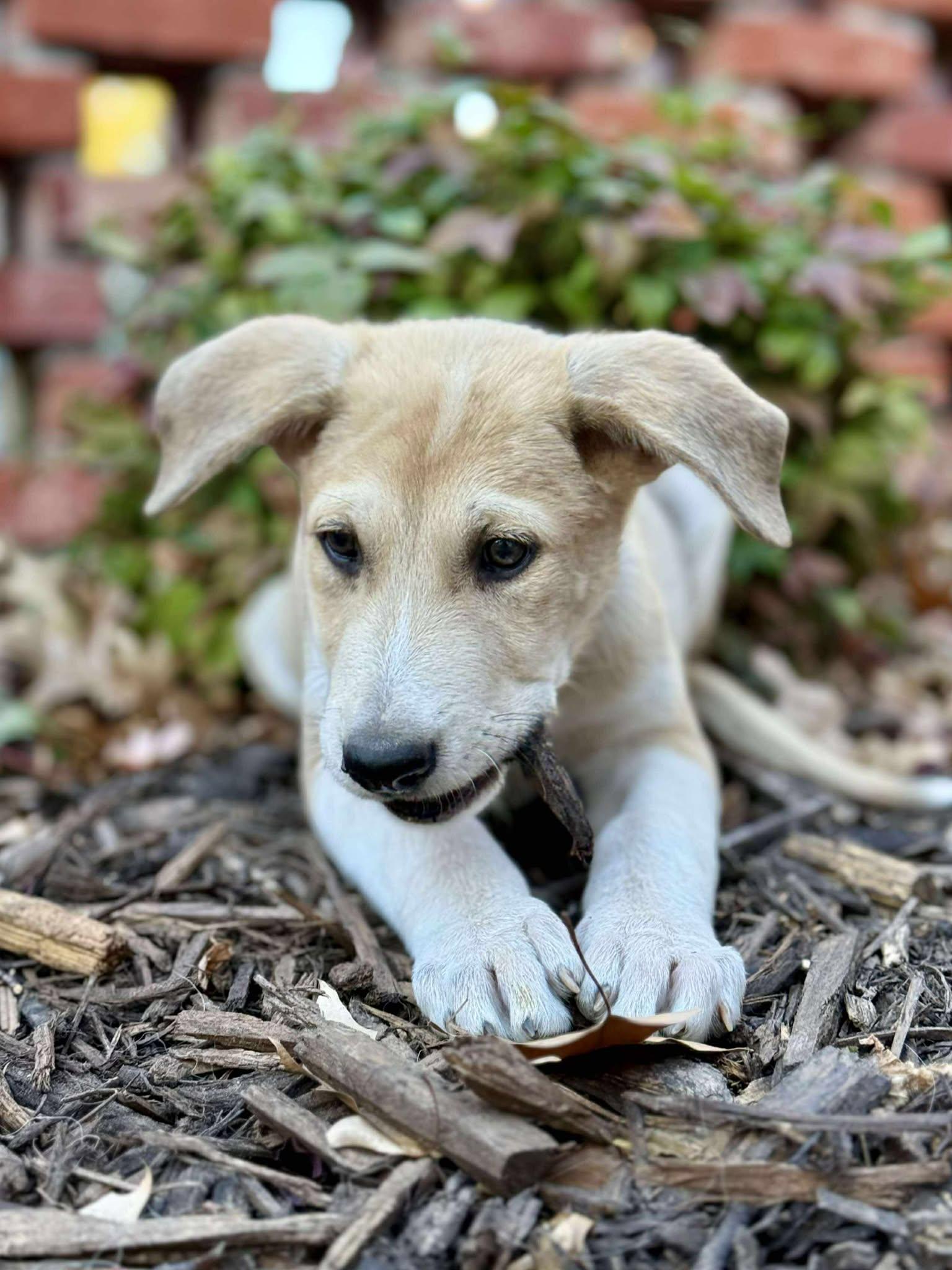 Owlvin, a Adoptable mixed breed in Kiowa, OK image 3/6
