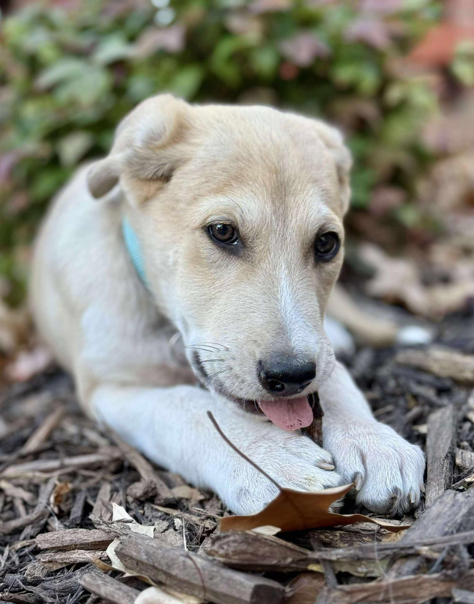 Owlvin, a Adoptable mixed breed in Kiowa, OK image 4/6