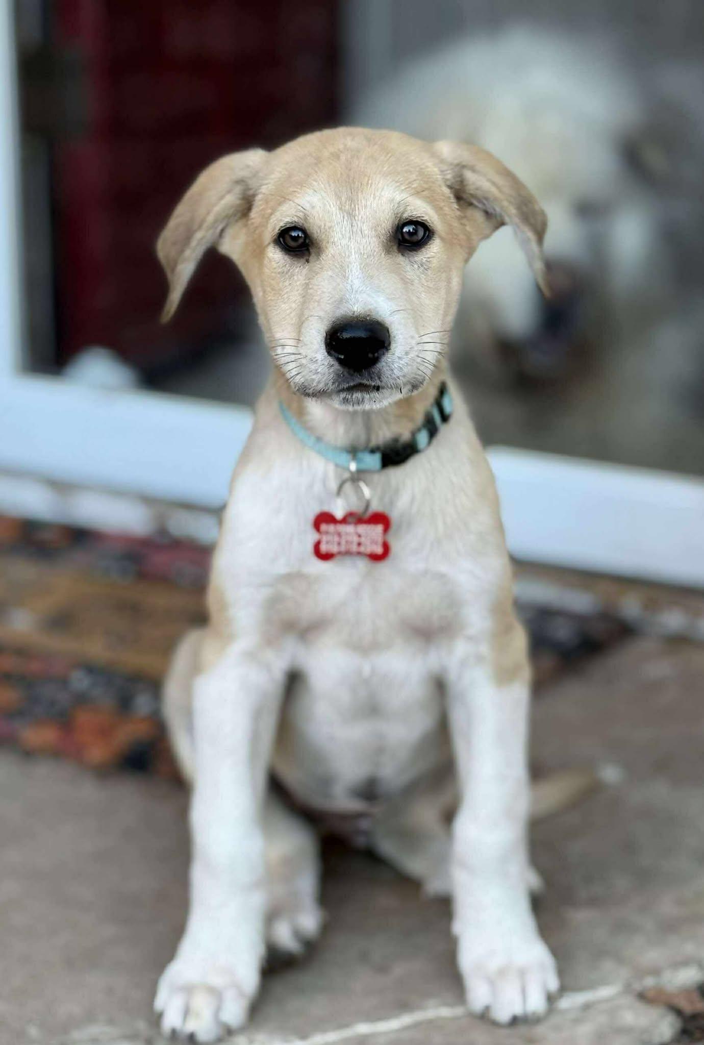 Owlvin, a Adoptable mixed breed in Kiowa, OK image 5/6