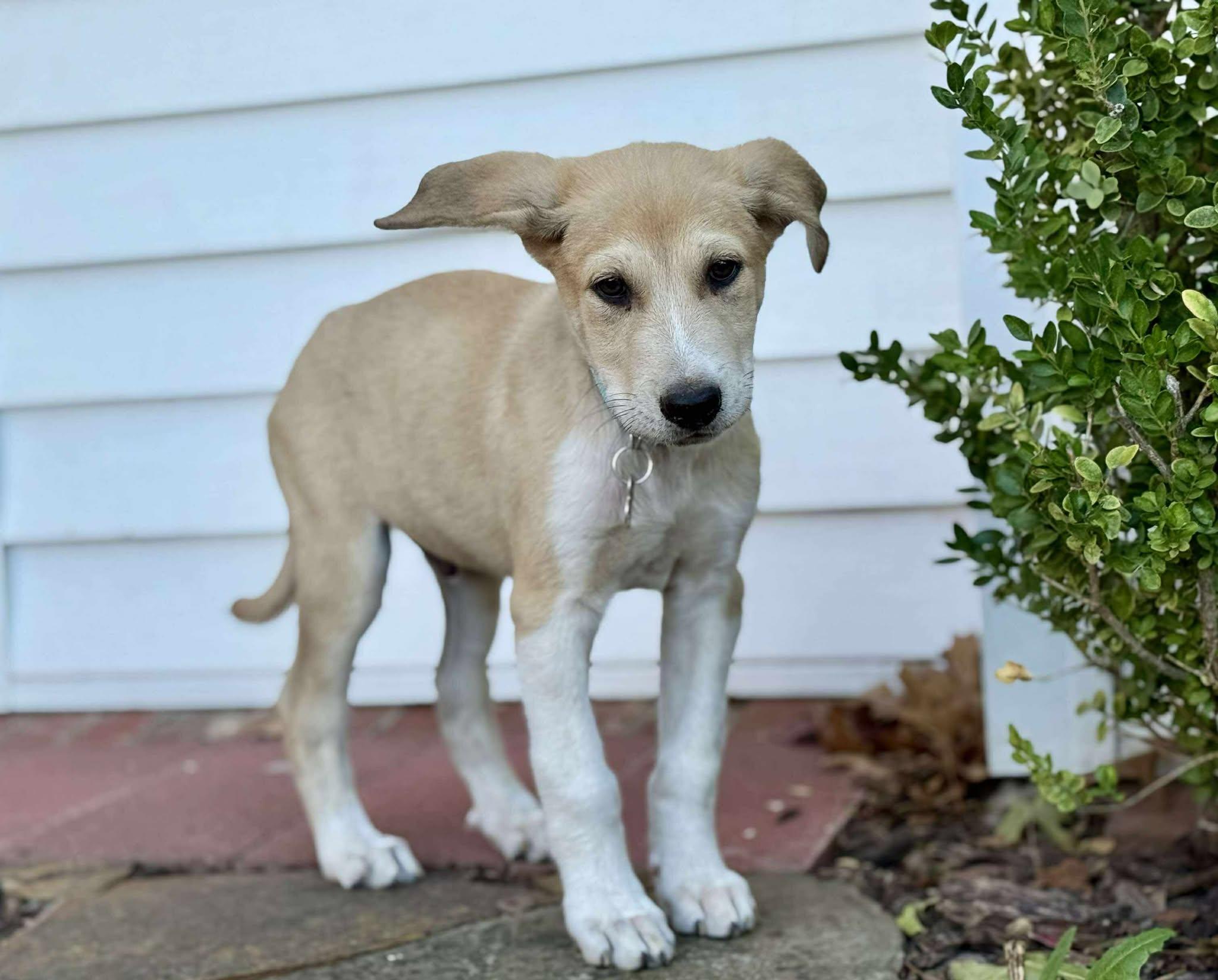 Owlvin, a Adoptable mixed breed in Kiowa, OK image 6/6