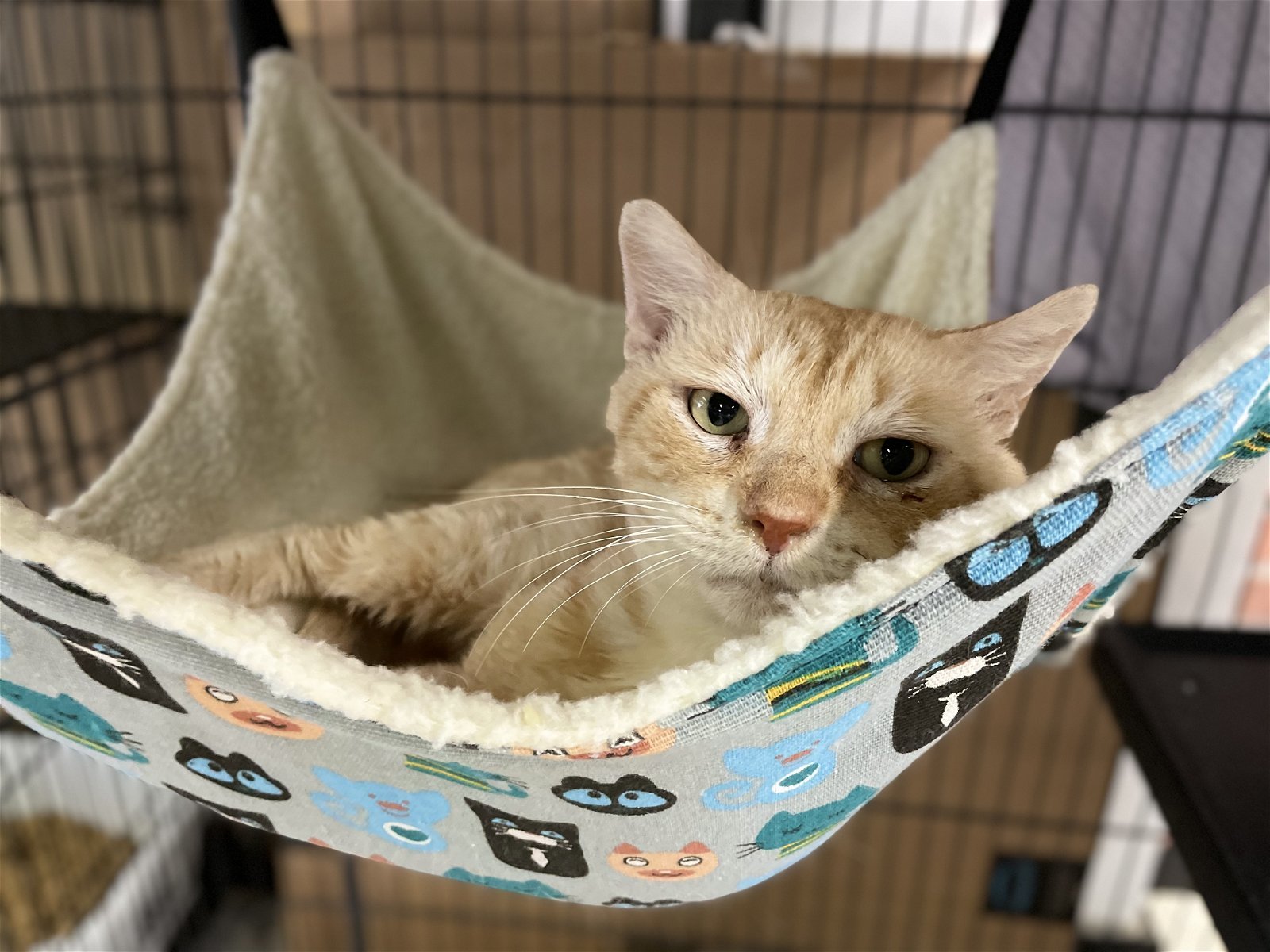 Meatball, an adoptable Domestic Short Hair in Margate, FL, 33068 | Photo Image 4