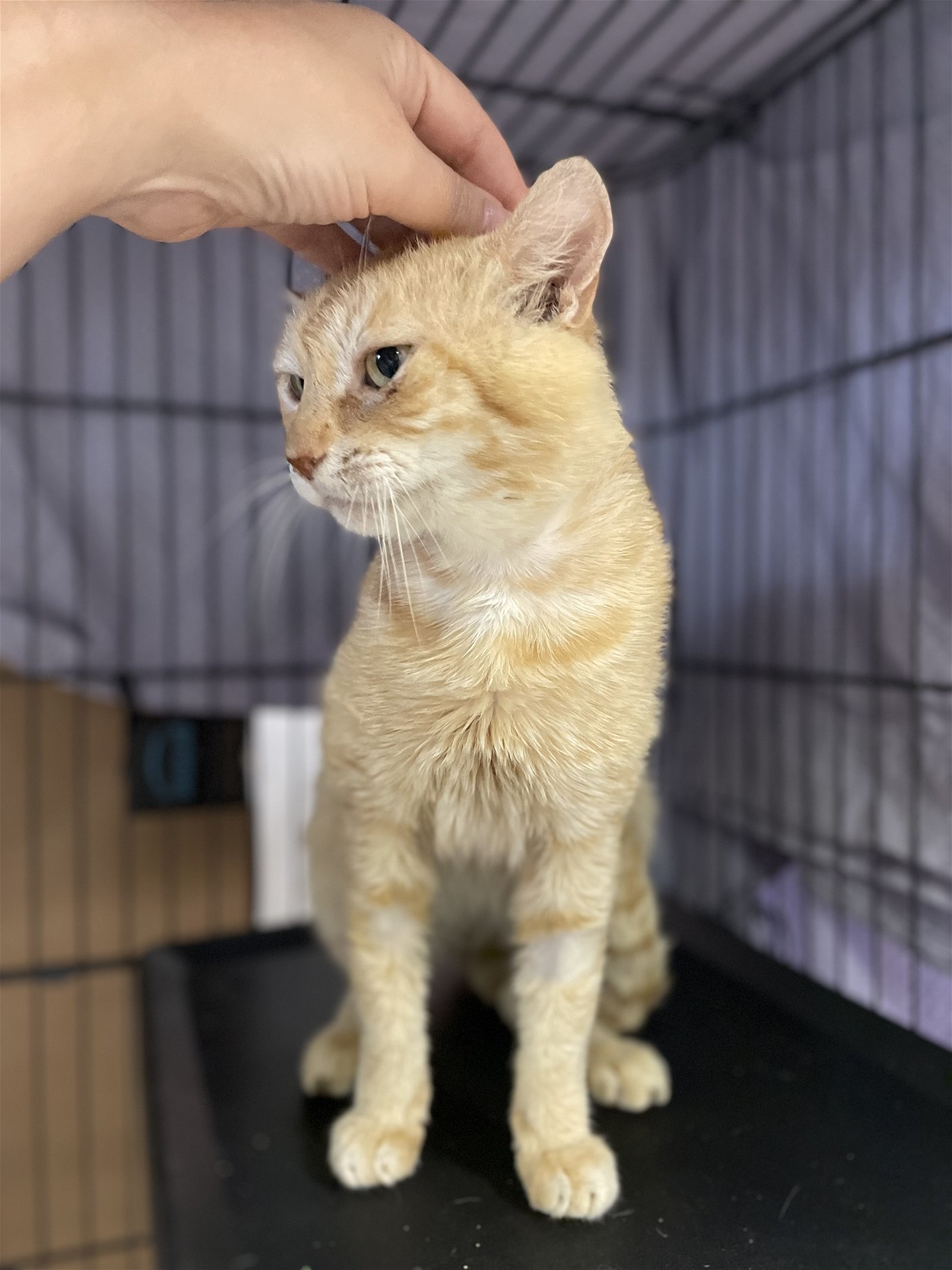 Meatball, an adoptable Domestic Short Hair in Margate, FL, 33068 | Photo Image 3