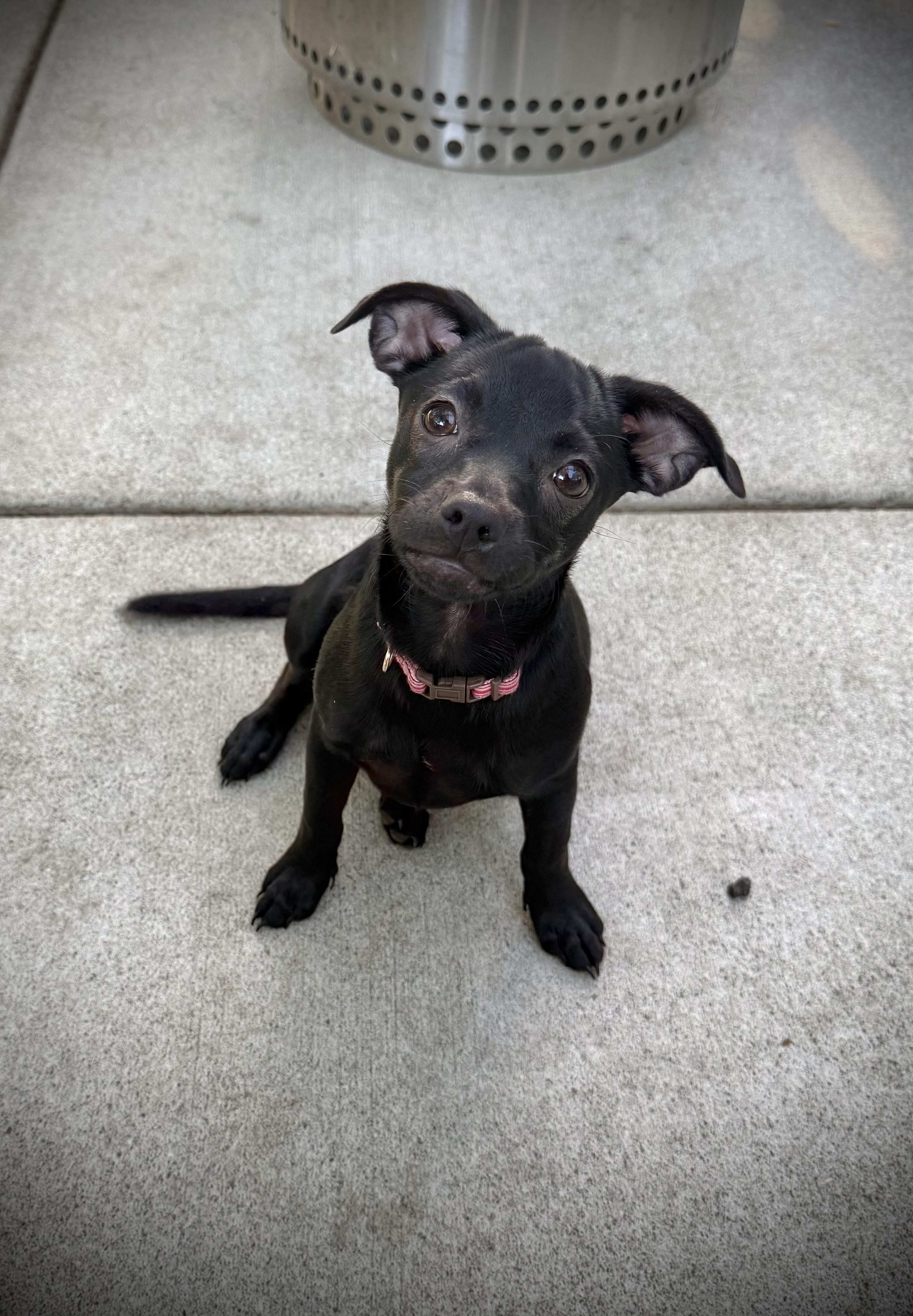 Enlarge Lady, a Adoptable mixed breed in Oakley, CA image 3/3