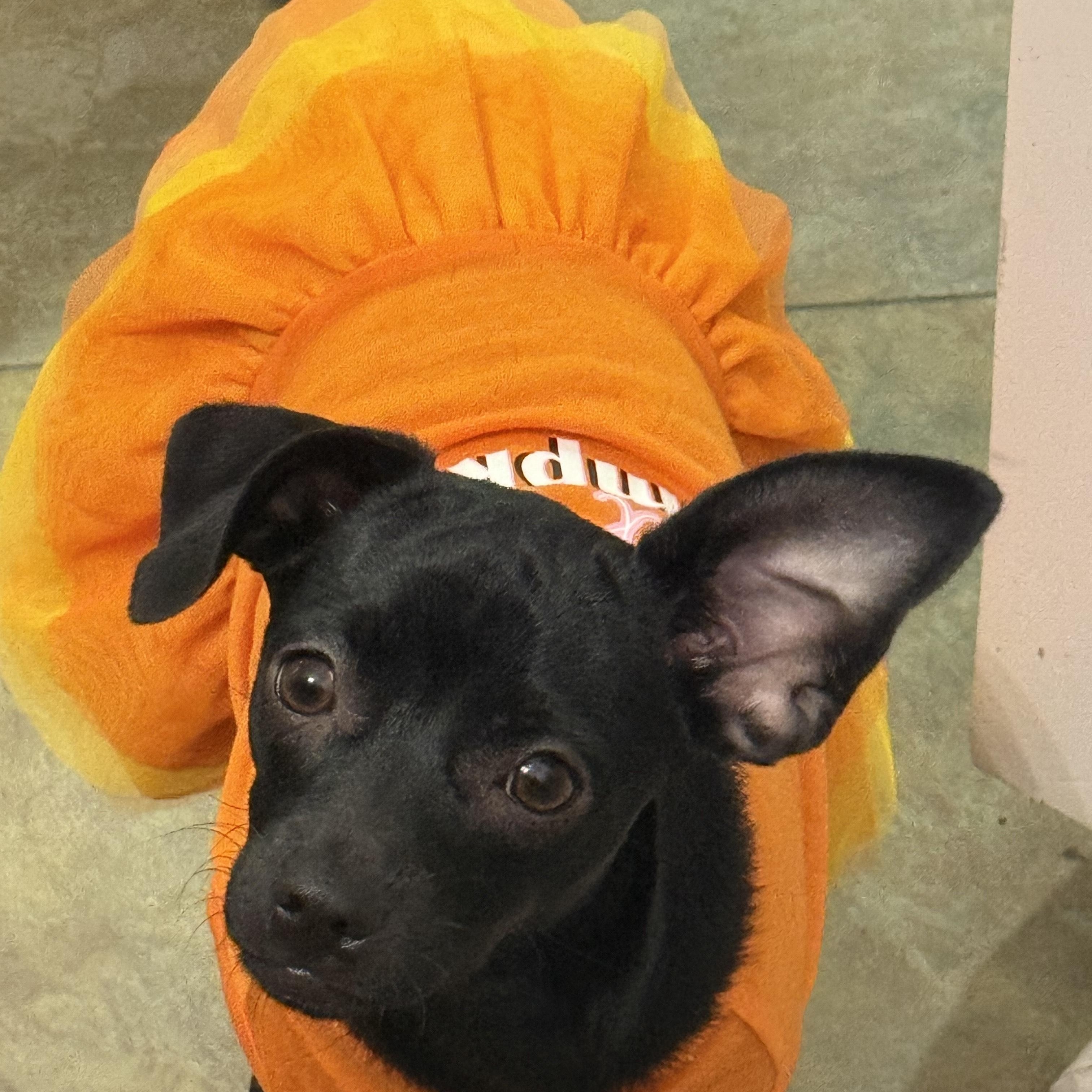 Enlarge Lady, a Adoptable mixed breed in Oakley, CA image 1/3