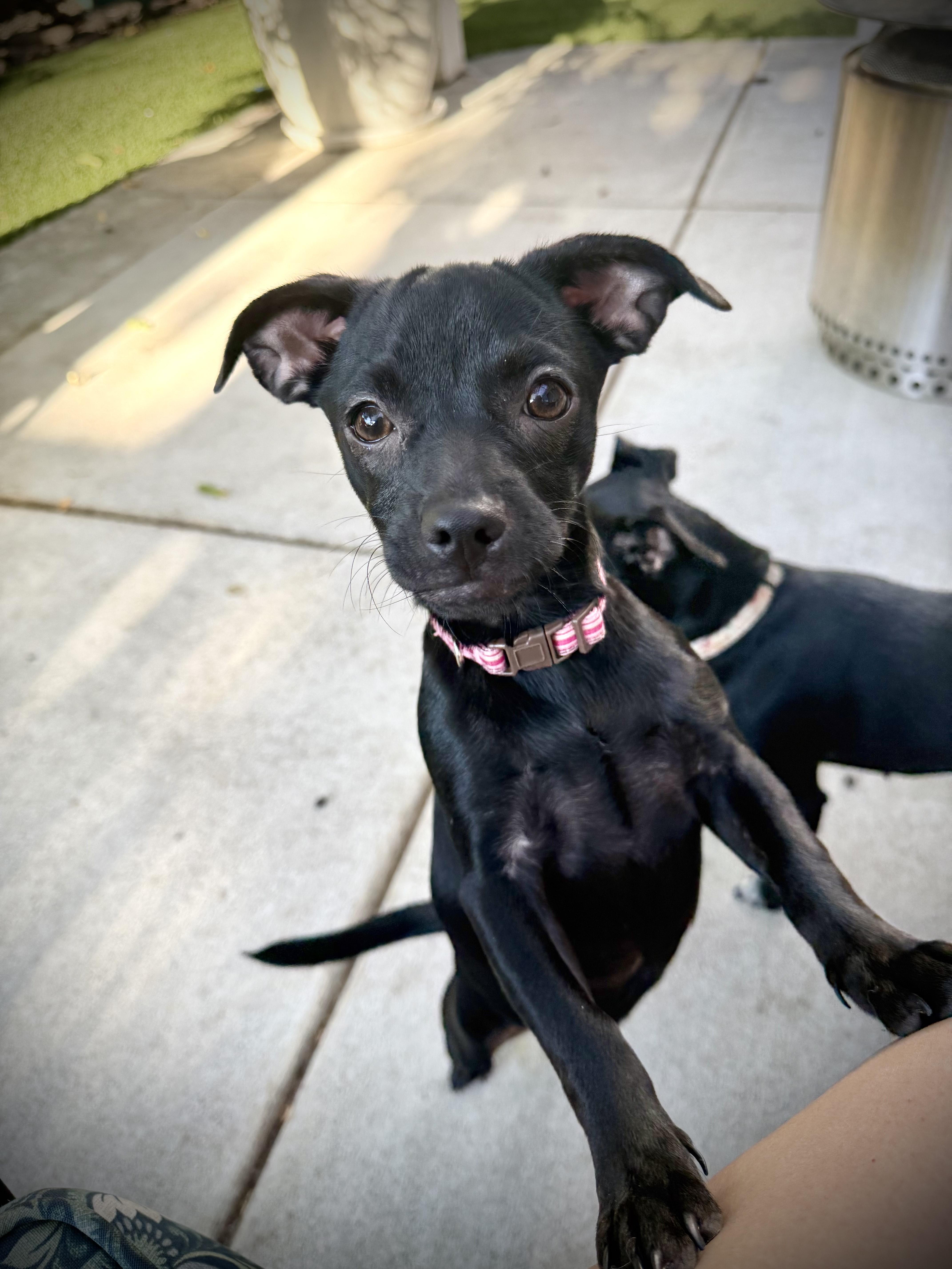 Enlarge Lady, a Adoptable mixed breed in Oakley, CA image 2/3