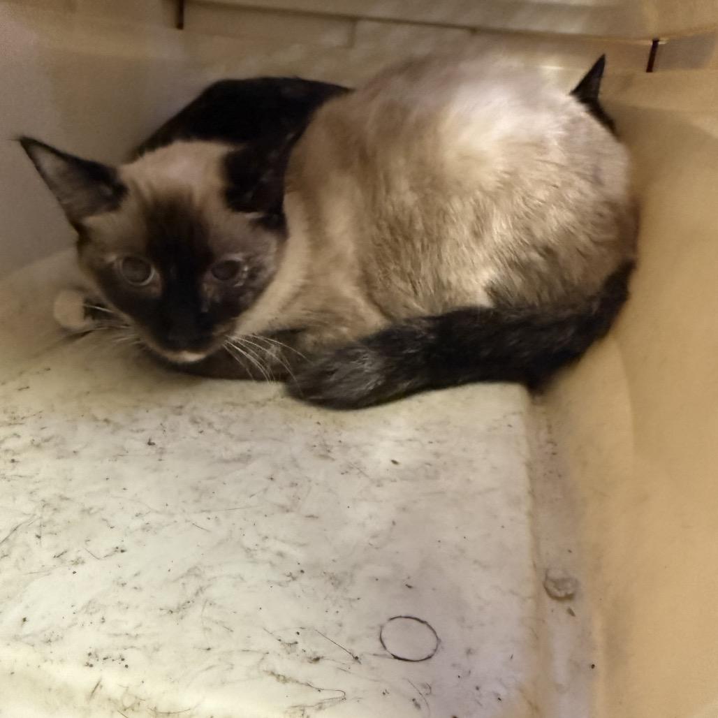 TUSC-Stray-85570_2, Adoptable, Adult Female Siamese & Domestic Short Hair.