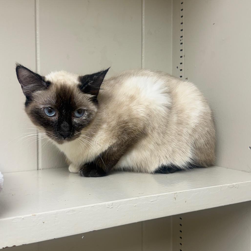 Enlarge TUSC-Stray-85570_2, a Adoptable mixed breed in Tuscaloosa, AL image 2/2