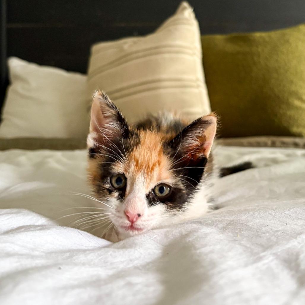 Enlarge Poppy, a Adoptable Domestic Short Hair in Houston, TX image 1/5