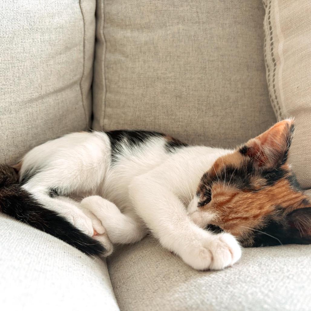 Enlarge Poppy, a Adoptable Domestic Short Hair in Houston, TX image 2/5