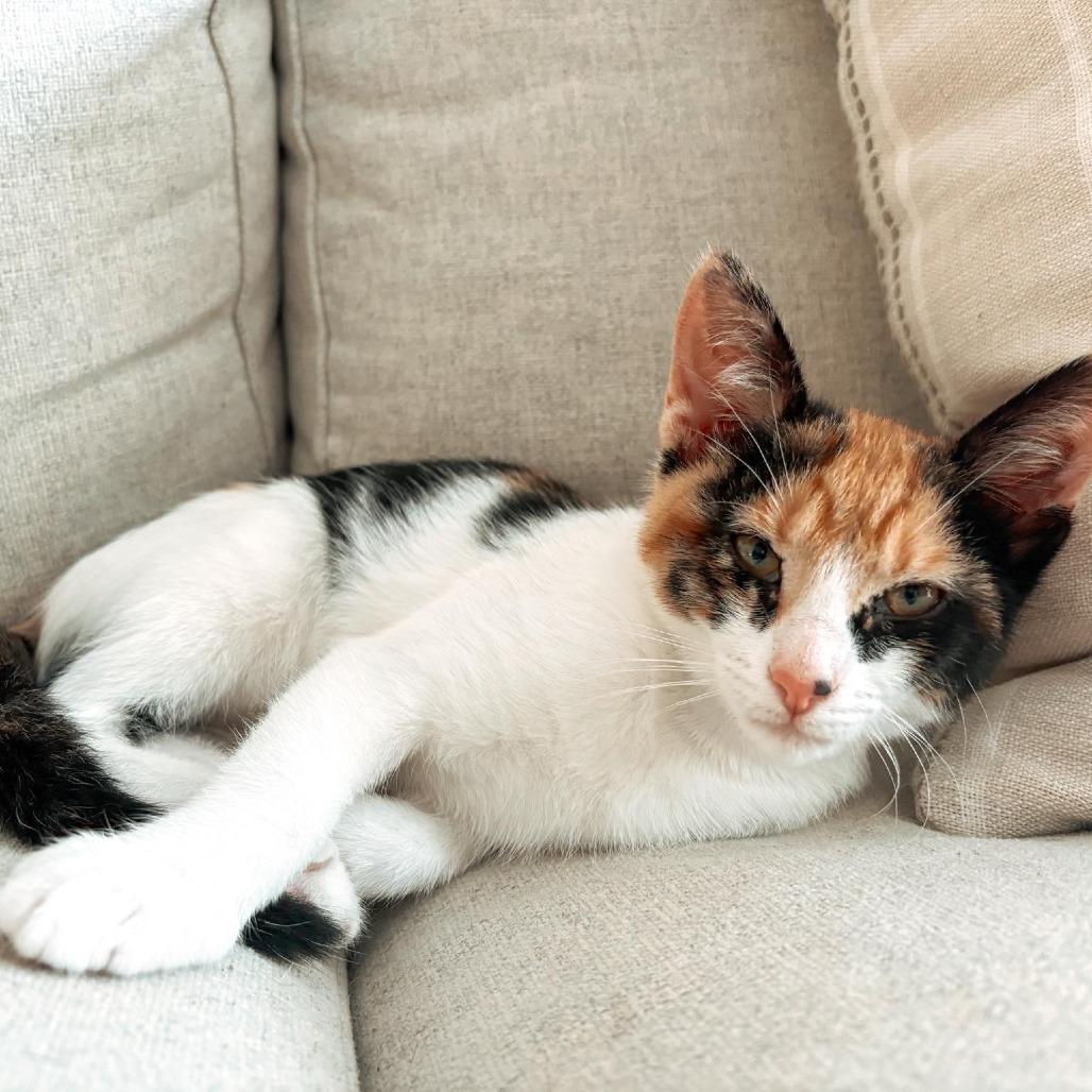 Enlarge Poppy, a Adoptable Domestic Short Hair in Houston, TX image 3/5