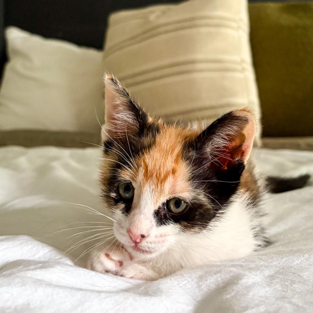 Enlarge Poppy, a Adoptable Domestic Short Hair in Houston, TX image 4/5