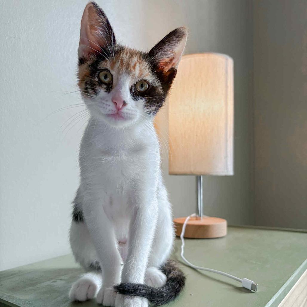 Enlarge Poppy, a Adoptable Domestic Short Hair in Houston, TX image 5/5