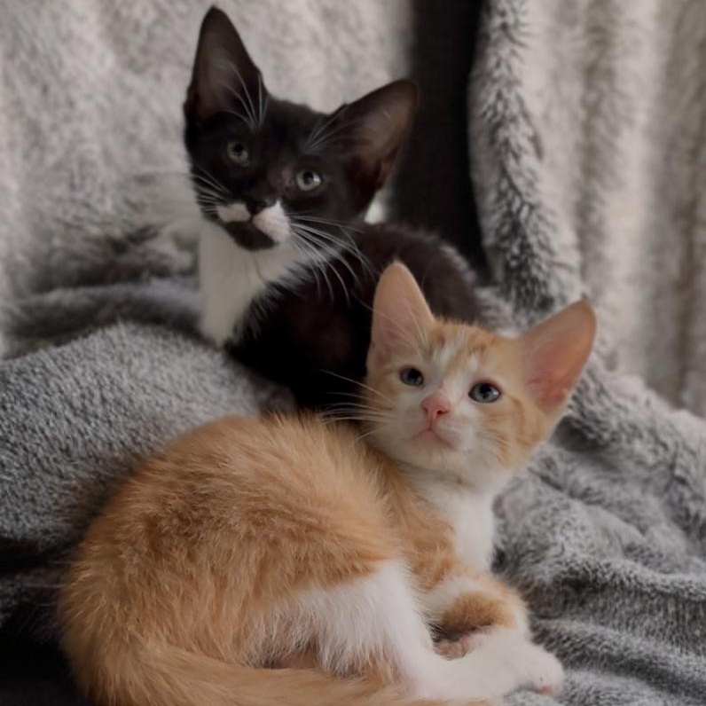 Norman and Sissy