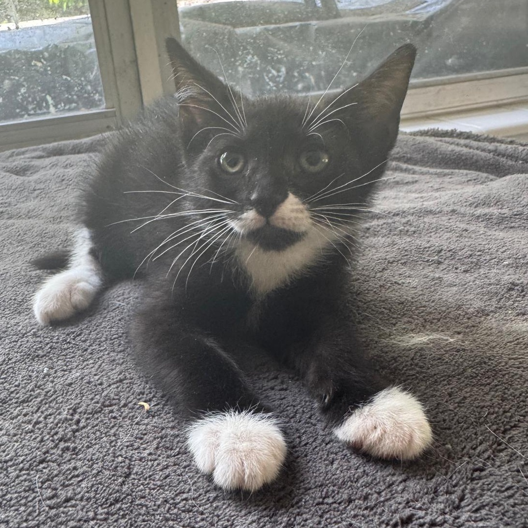 Norman and Sissy — thumbnail 3