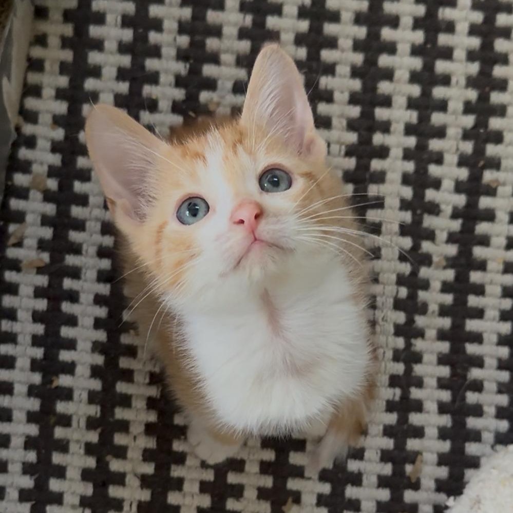 Norman and Sissy — thumbnail 5