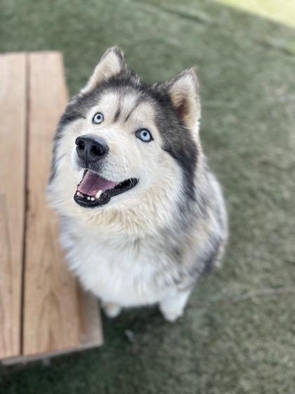 Zook, a Adoptable mixed breed in Divide, CO image 1/3