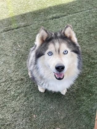 Enlarge Zook, a Adoptable mixed breed in Divide, CO image 1/3