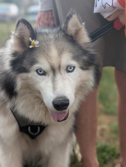 Zook, a Adoptable mixed breed in Divide, CO image 2/3