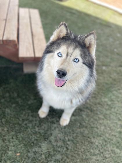Zook, a Adoptable mixed breed in Divide, CO image 3/3