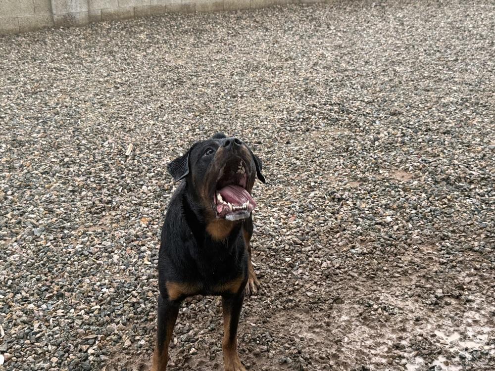 Kaiser, Adoptable, Young Male Rottweiler.