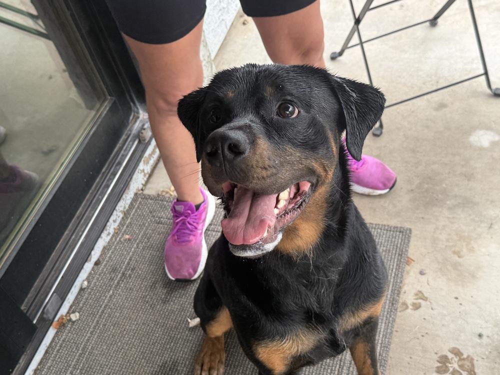 Kaiser, a Adoptable Rottweiler in Gilbert, AZ image 2/4