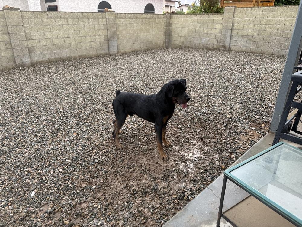 Kaiser, a Adoptable Rottweiler in Gilbert, AZ image 3/4