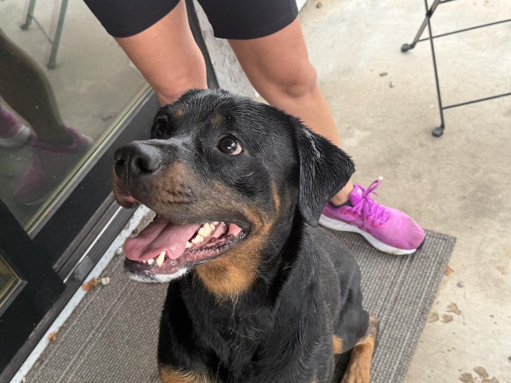 Kaiser, a Adoptable Rottweiler in Gilbert, AZ image 4/4
