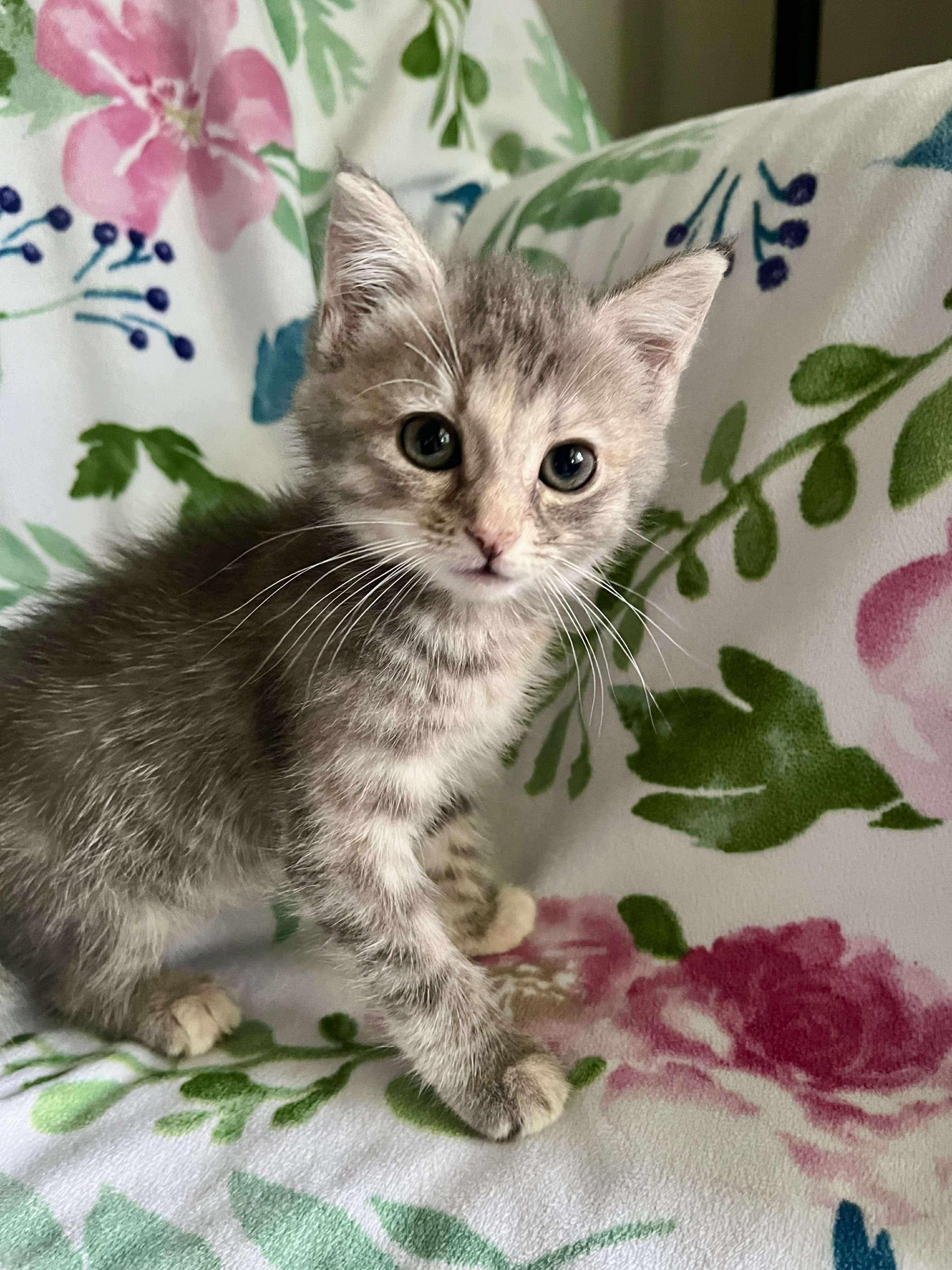 Dani, Baby Female Domestic Short Hair
