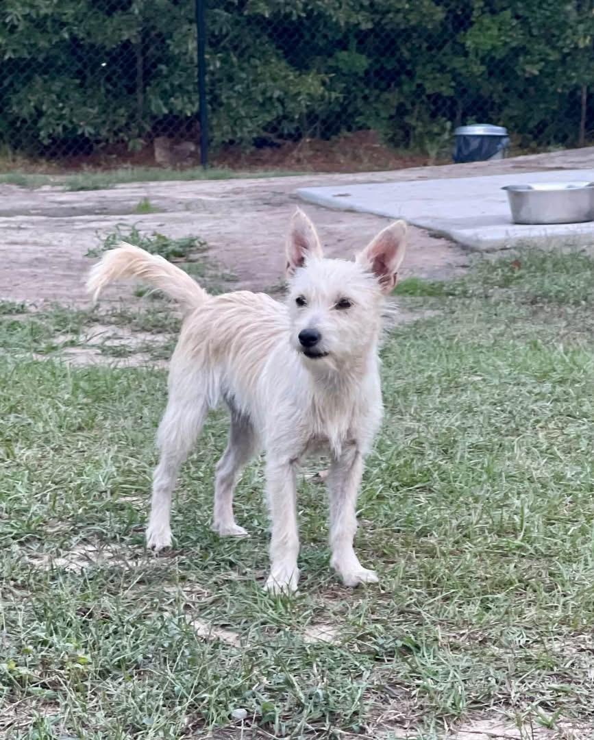 Rumi, Adoptable, Adult Male Yorkshire Terrier & Chihuahua.