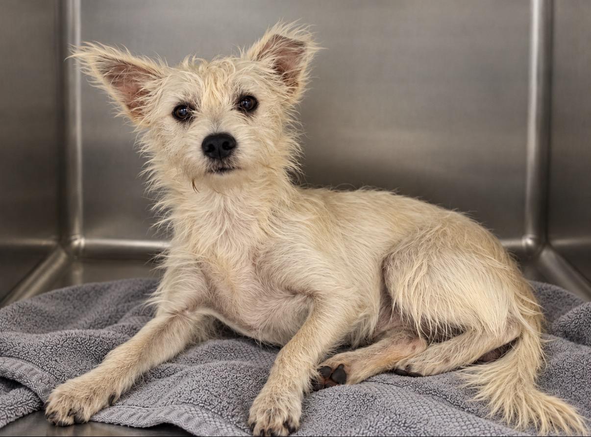 Enlarge Rumi, a Adoptable mixed breed in Pawleys Island, SC image 2/2