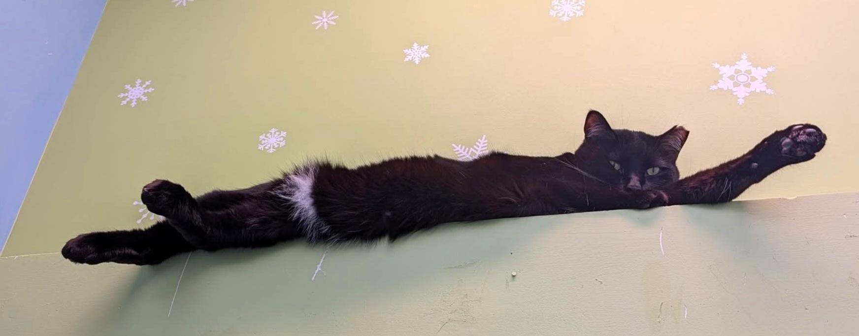 Enlarge Bodi & Taswald, a ADOPTABLE Domestic Short Hair in Kirkland, WA image 2/2