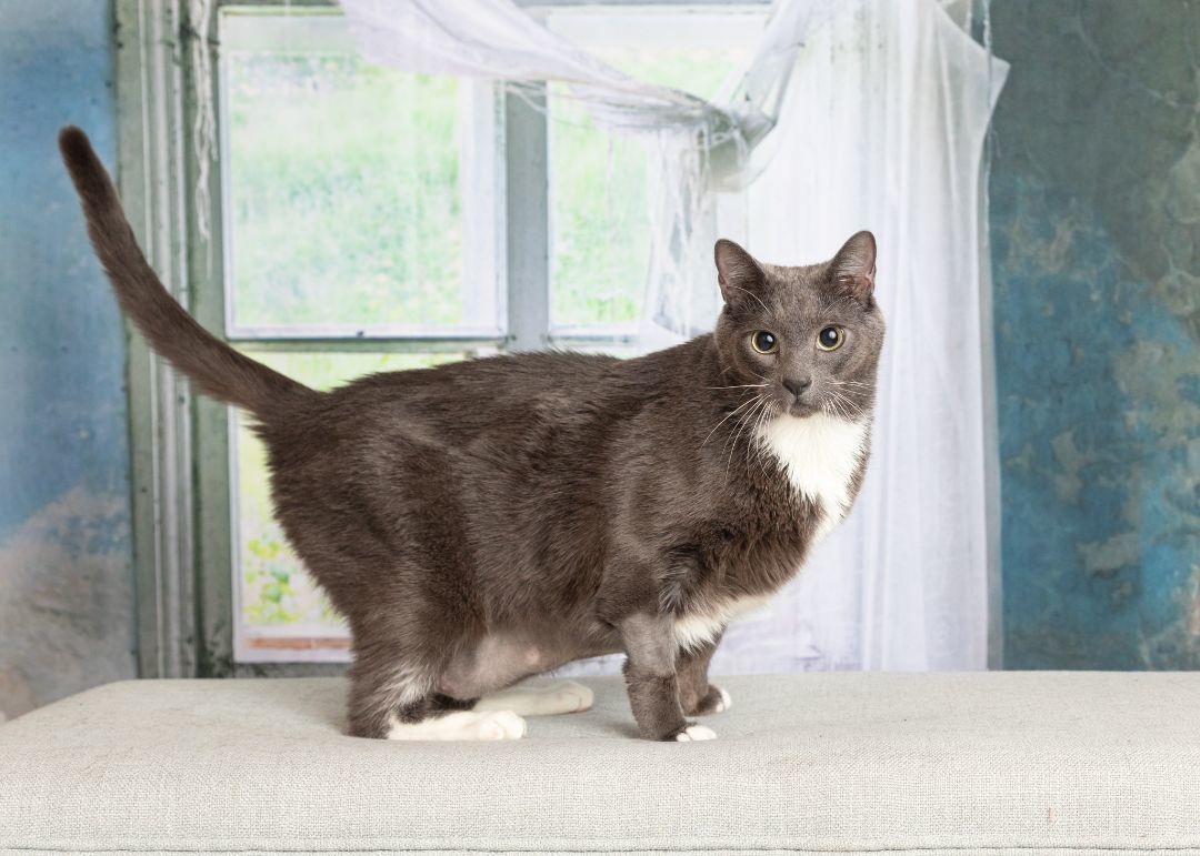 Slinky, Adoptable, Adult Male Russian Blue.