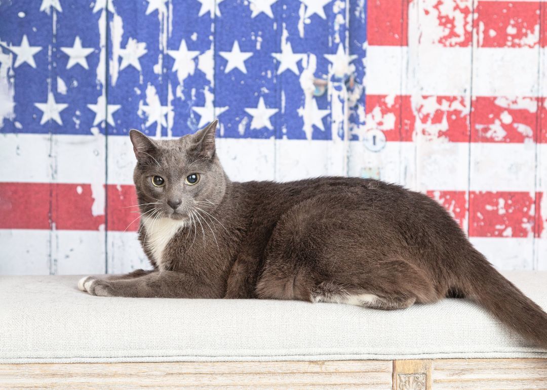 Enlarge Slinky, a Adoptable mixed breed in Denton, TX image 4/10