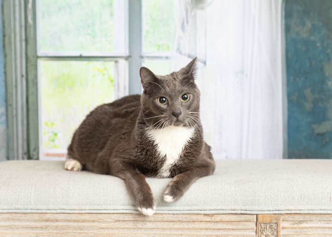 Enlarge Slinky, a Adoptable mixed breed in Denton, TX image 5/10