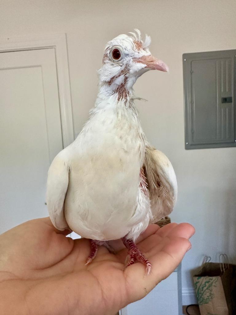 Pip w/Squeak, Adoptable, Young Female Dove.
