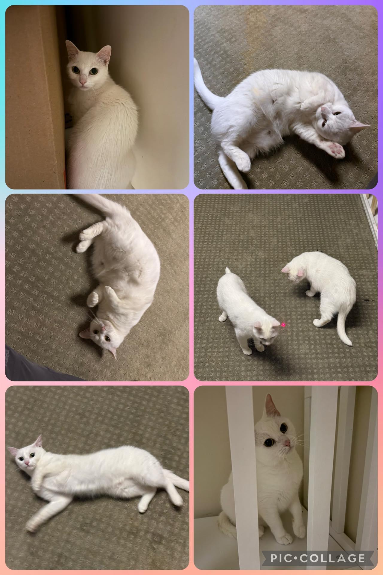 Enlarge Roxy, a Adoptable Domestic Short Hair in Crystal Lake, IL image 5/5