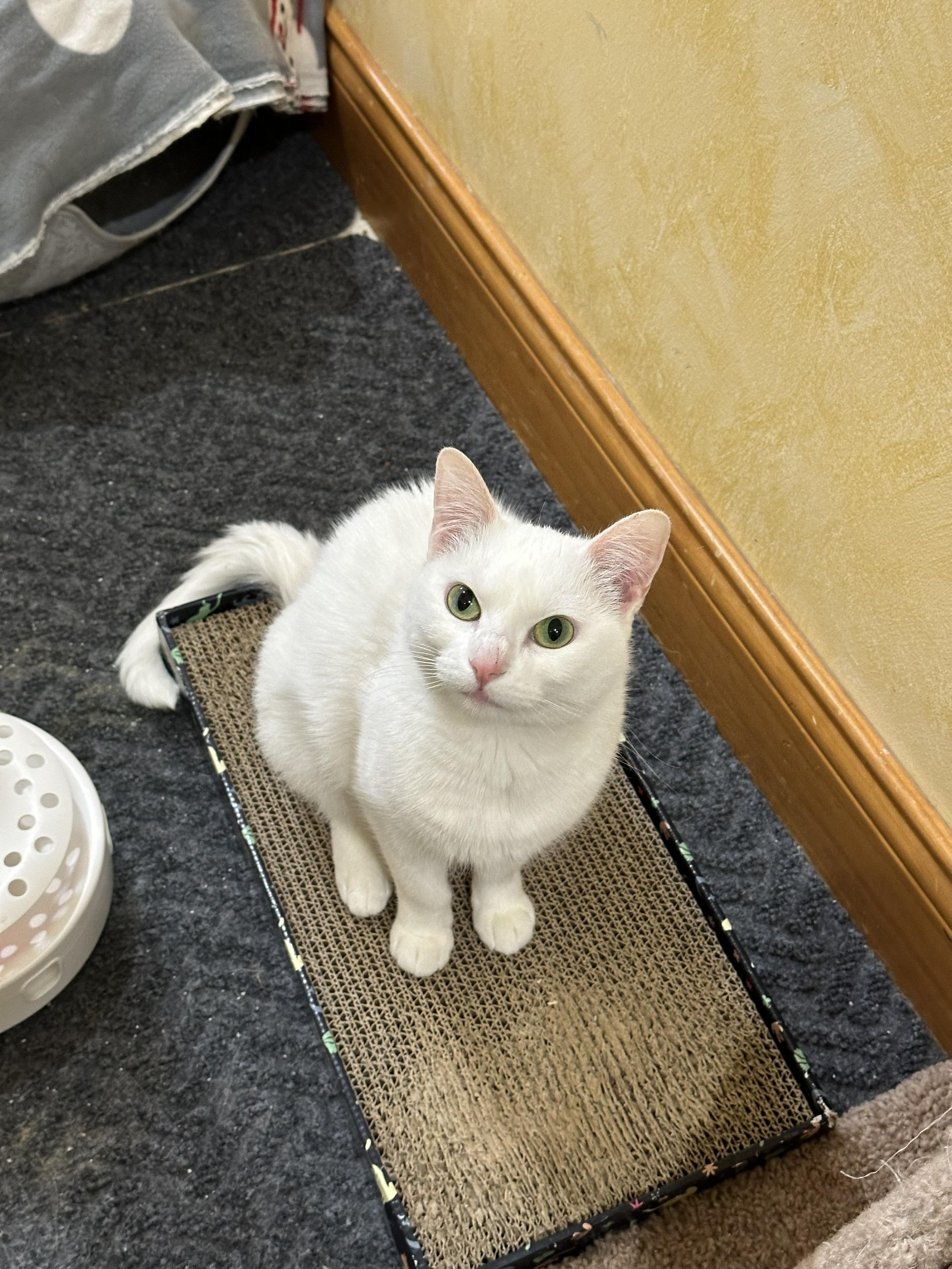 Enlarge Roxy, a Adoptable Domestic Short Hair in Crystal Lake, IL image 3/5