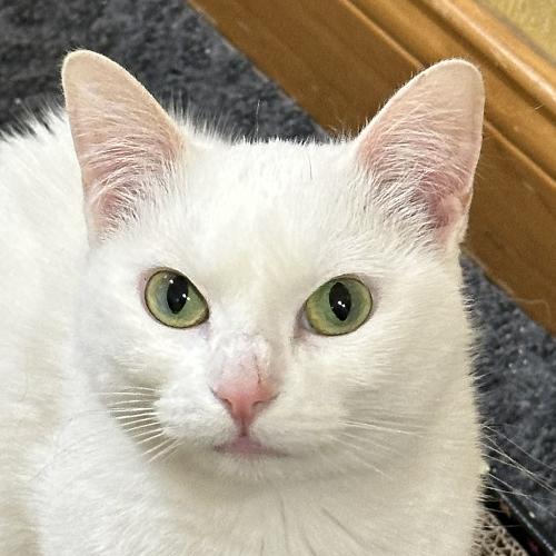 Enlarge Roxy, a Adoptable Domestic Short Hair in Crystal Lake, IL image 1/5