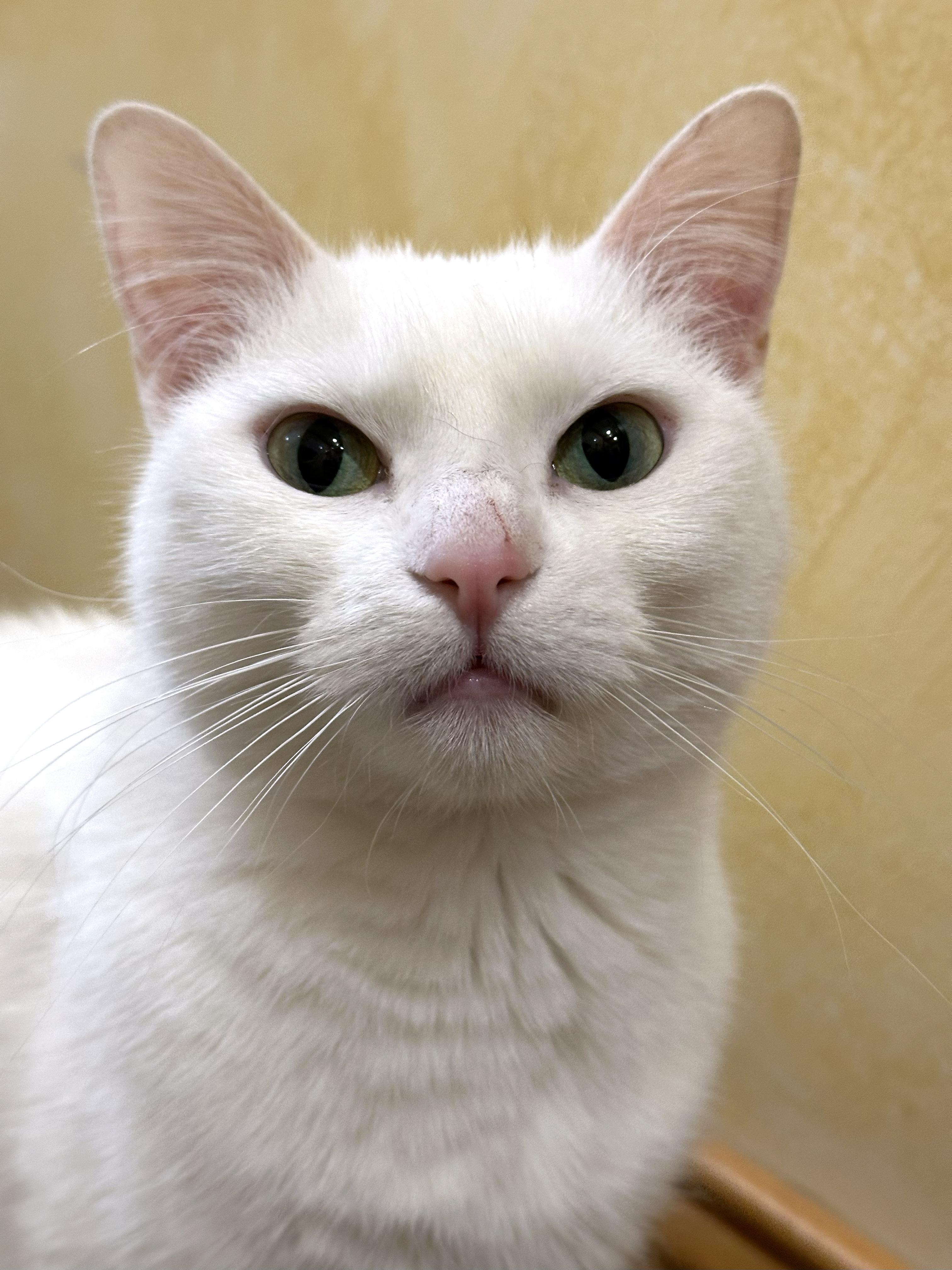 Enlarge Roxy, a Adoptable Domestic Short Hair in Crystal Lake, IL image 4/5