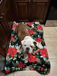 Sanson, an adoptable English Bulldog in Odessa, FL, 33556 | Photo Image 2
