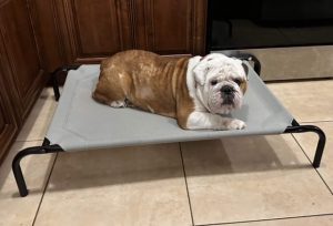 Sanson, an adoptable English Bulldog in Odessa, FL, 33556 | Photo Image 5