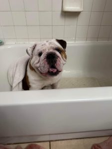 Sanson, an adoptable English Bulldog in Odessa, FL, 33556 | Photo Image 4
