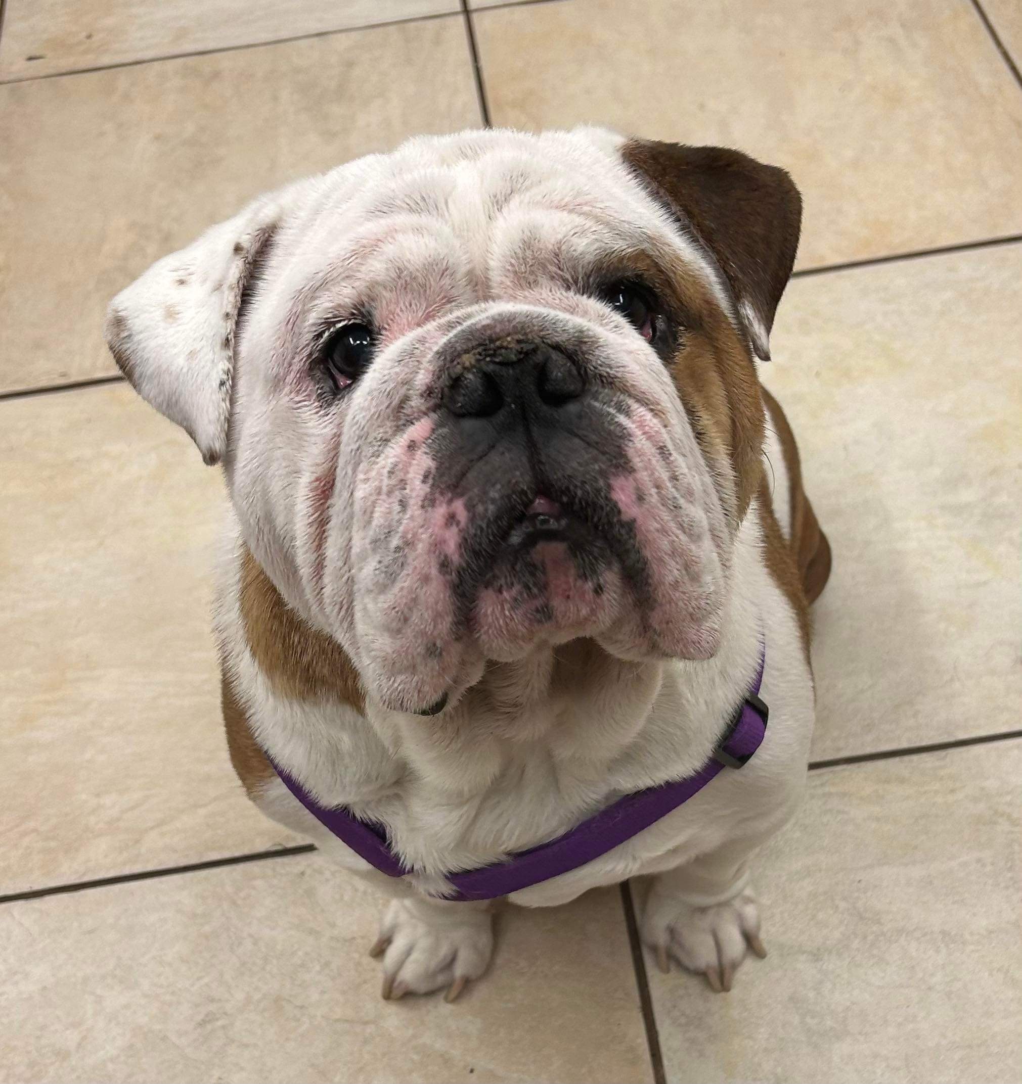 Sanson, an adoptable English Bulldog in Odessa, FL, 33556 | Photo Image 1