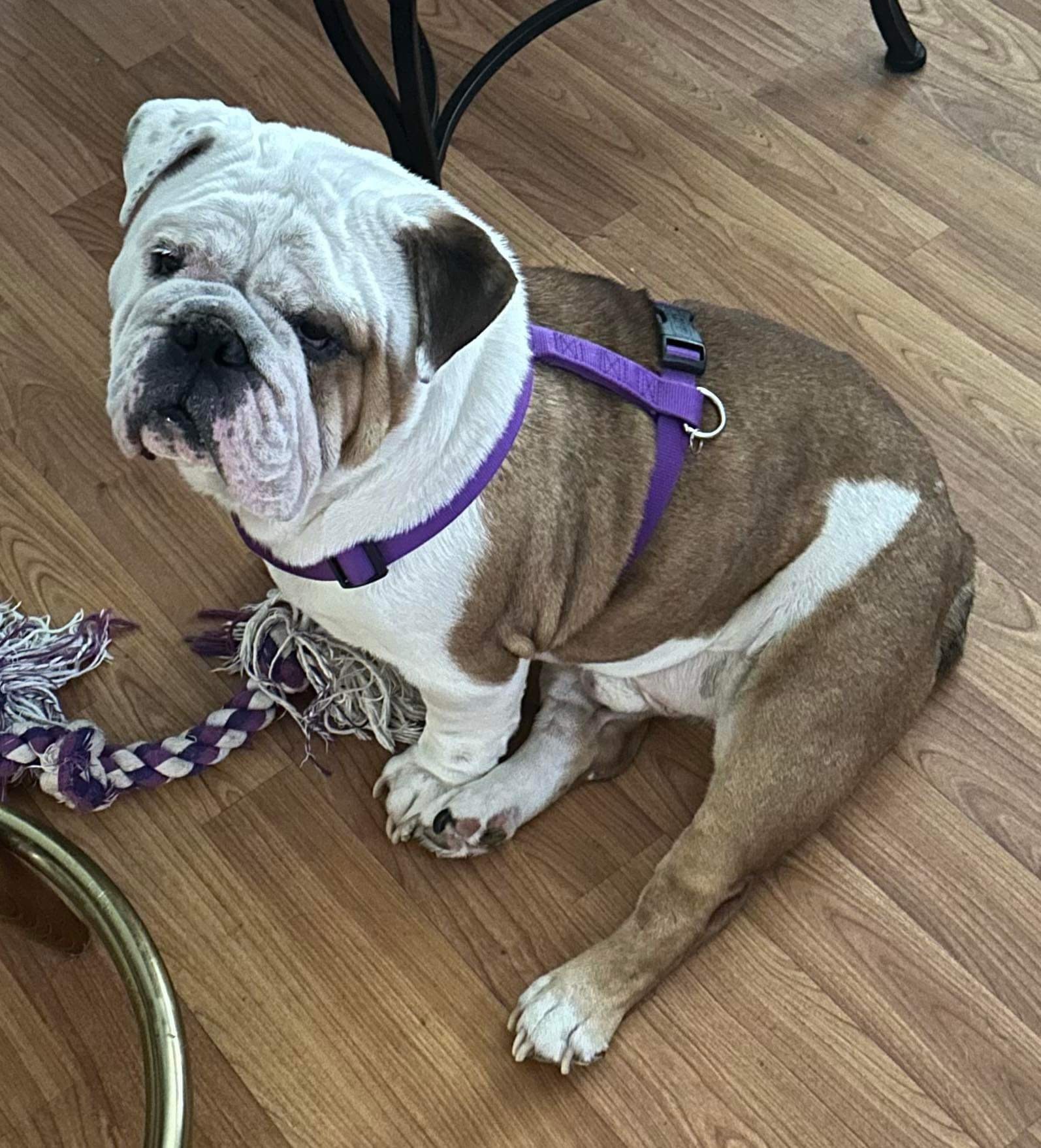 Sanson, an adoptable English Bulldog in Odessa, FL, 33556 | Photo Image 6