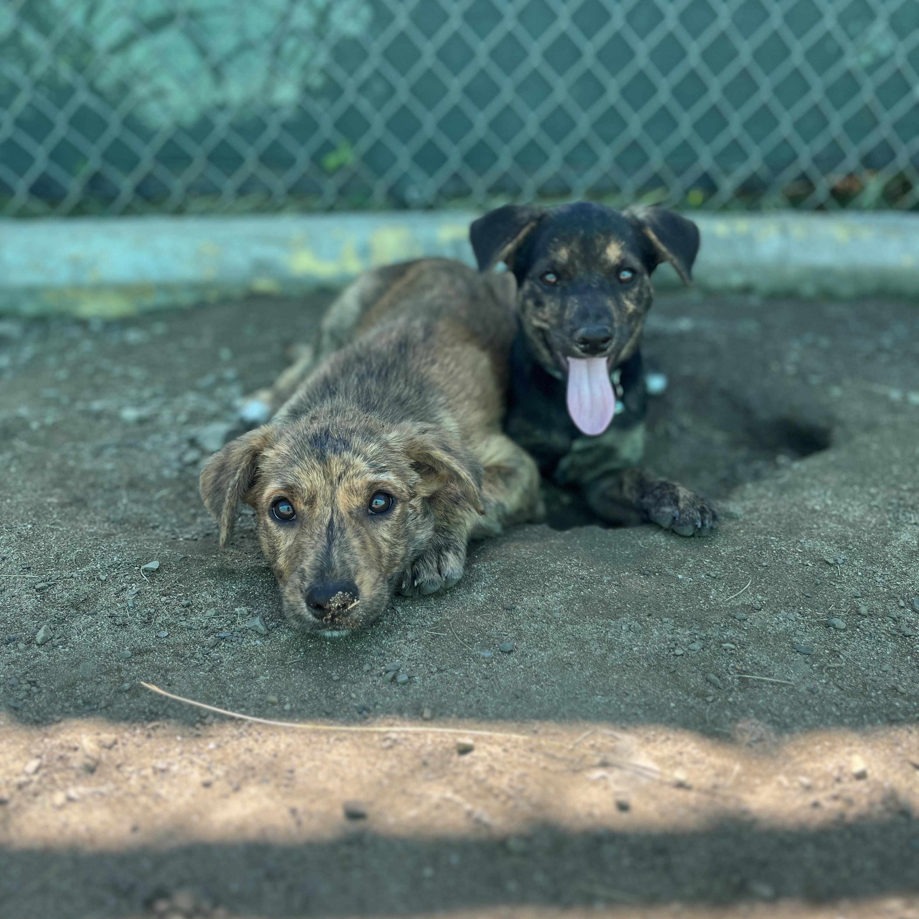 Enlarge Mozz, a ADOPTABLE mixed breed in Milwaukie, OR image 3/3